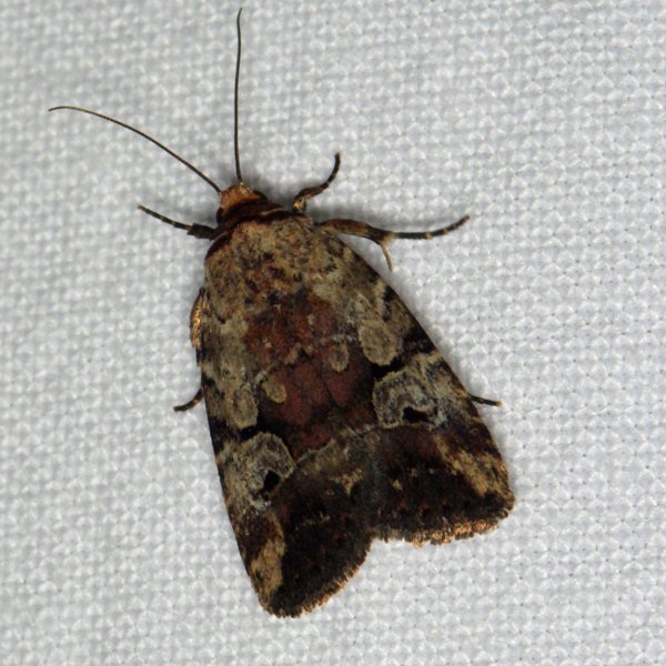 Pale-winged Midget Moth (Elaphria alapallida) - Insects of Iowa