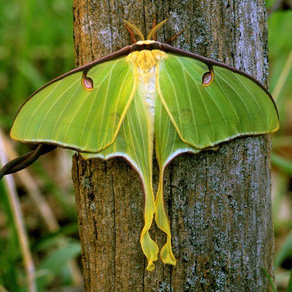 Luna Moth (Actias luna) Specimens - Insects of Iowa